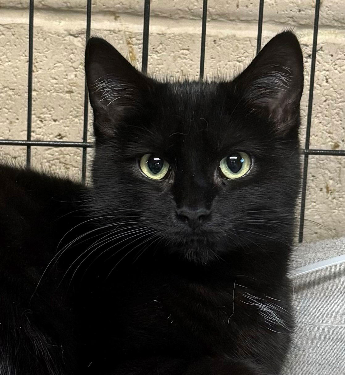 adoptable Cat in Apollo, PA named Tulle