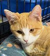 adoptable Cat in apollo, PA named Marmalade