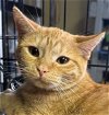 adoptable Cat in , PA named Ginger