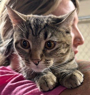 adoptable Cat in Apollo, PA named Riley