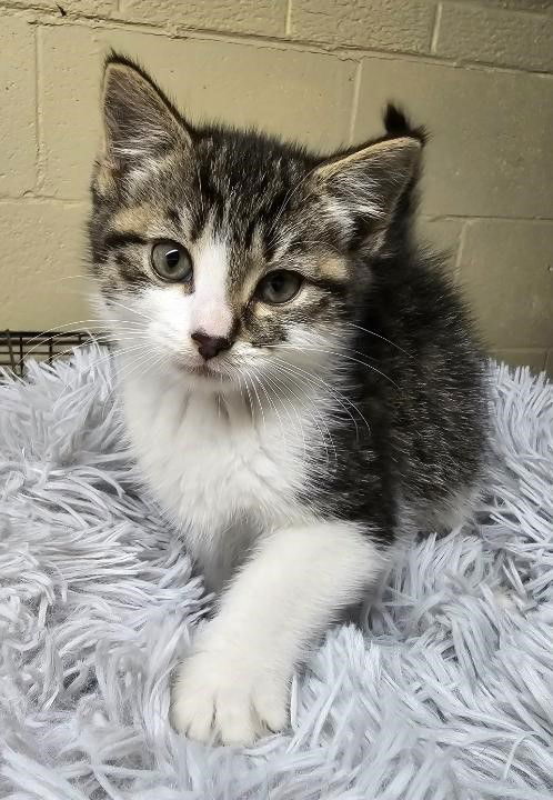 adoptable Cat in Apollo, PA named Sue