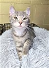 adoptable Cat in  named Amy