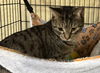 adoptable Cat in  named Melinda