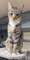 adoptable Cat in  named Hamilton