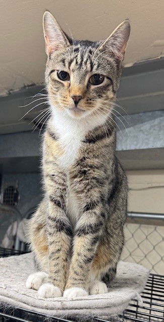 picture of the cat needing adoption