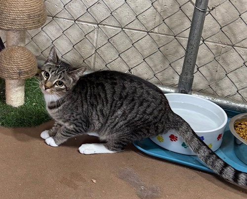 HAMILTON - Domestic Short Hair / Tabby available for adoption