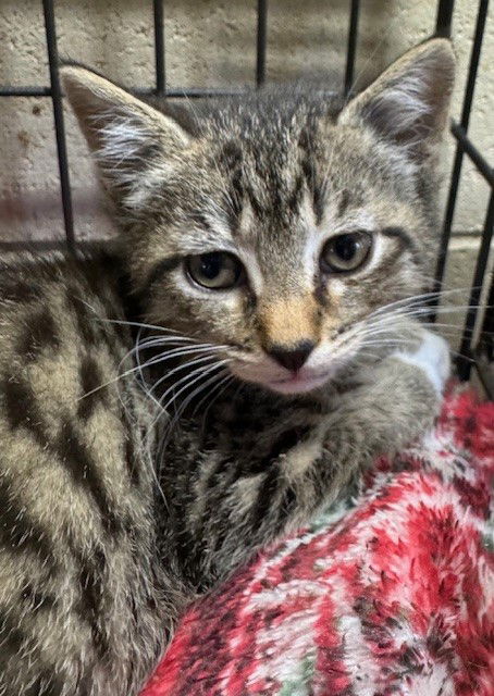 adoptable Cat in Apollo, PA named Hamilton