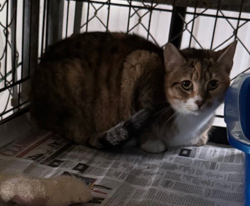 KATE - Domestic Medium Hair / Calico available for adoption