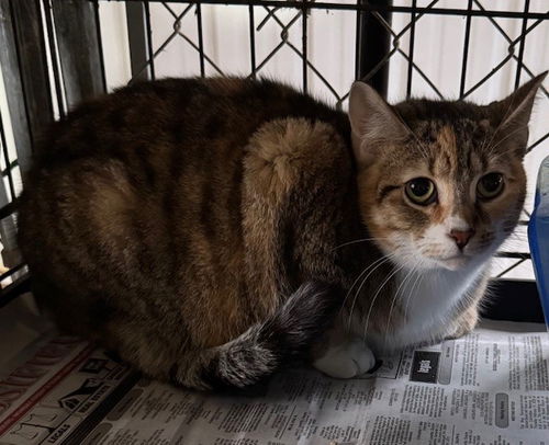 picture of the cat needing adoption