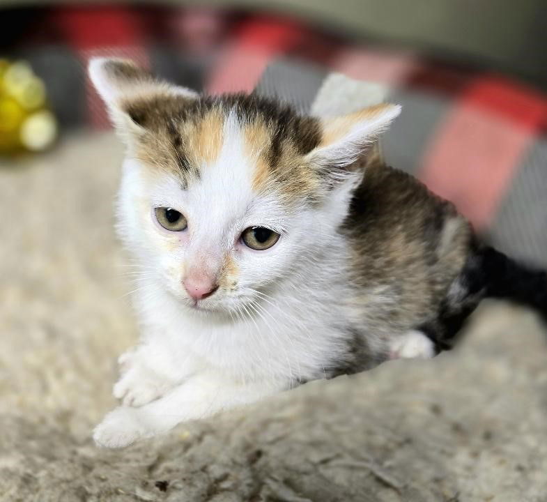 adoptable Cat in Apollo, PA named Kate