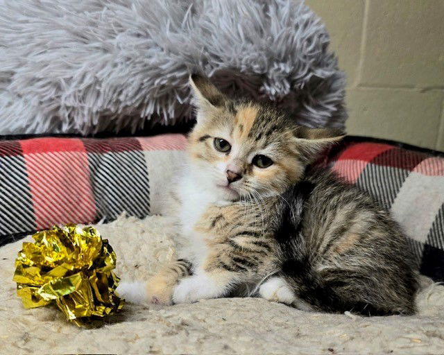 adoptable Cat in Apollo, PA named Kate