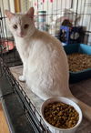 adoptable Cat in apollo, PA named Robert