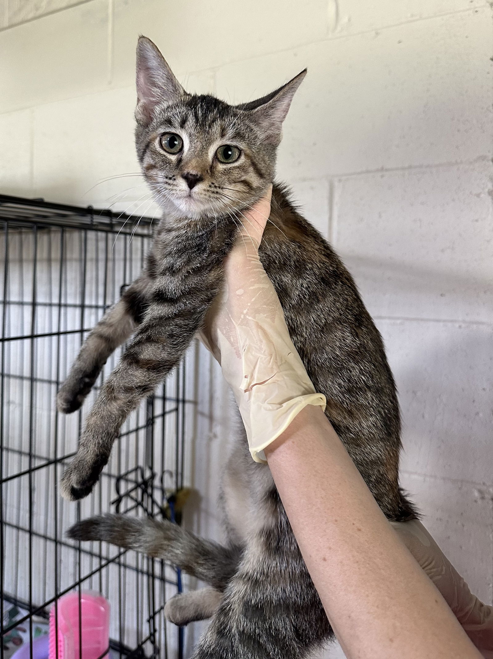 adoptable Cat in Apollo, PA named Mozart (grasshopper)