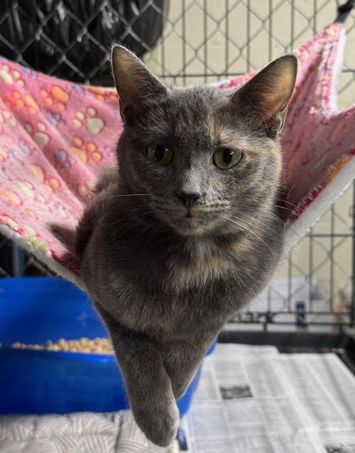 picture of the cat needing adoption