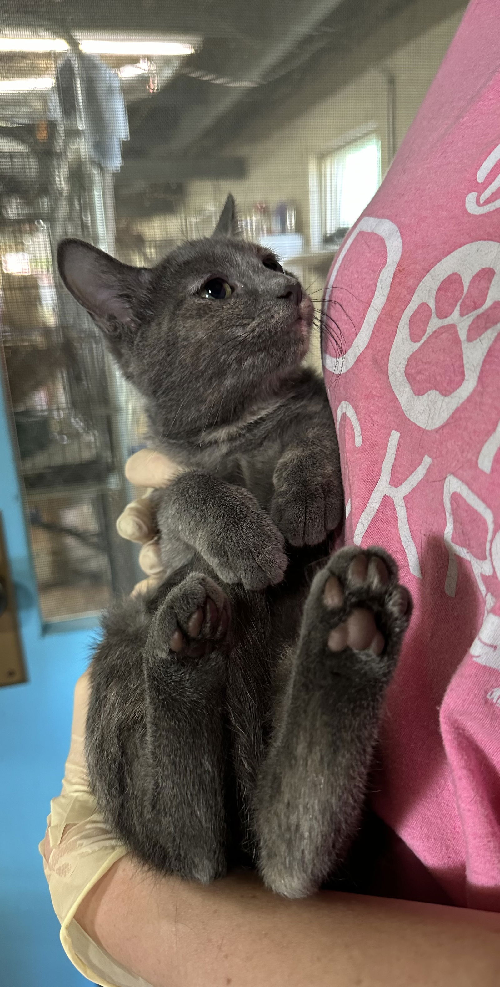 adoptable Cat in Apollo, PA named Monet