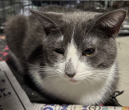 picture of the cat needing adoption