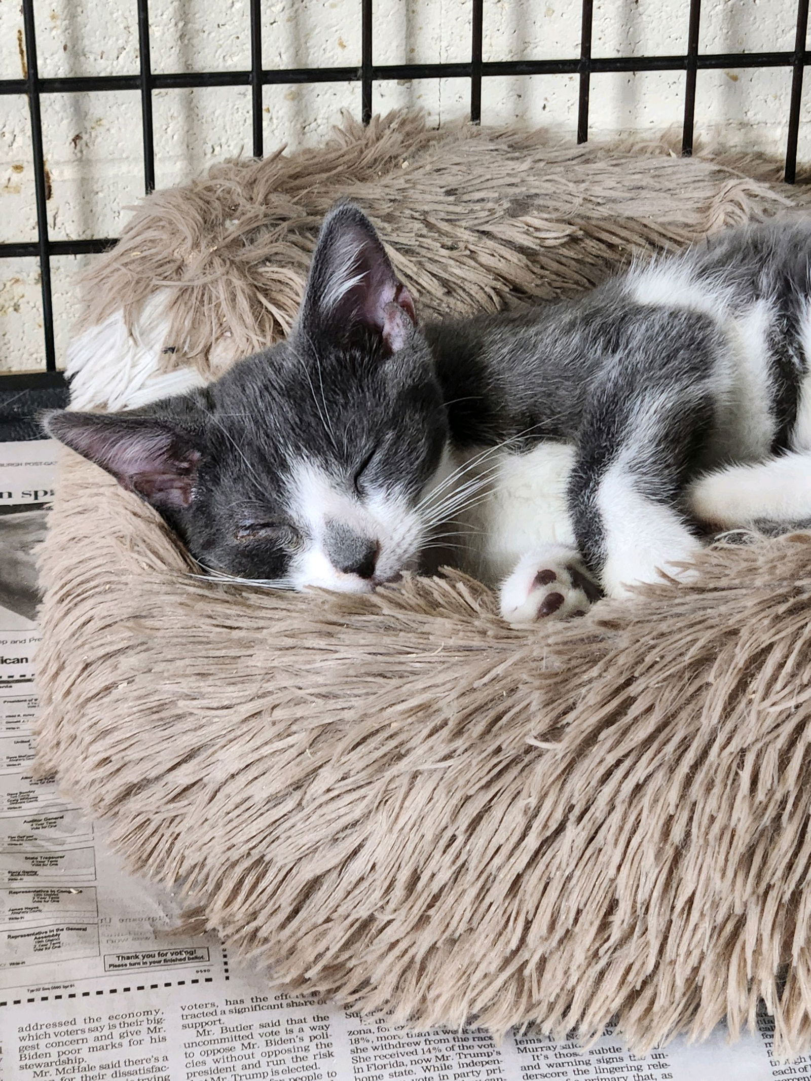 adoptable Cat in Apollo, PA named Mikey