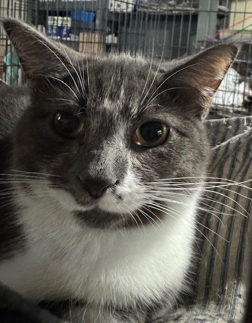 picture of the cat needing adoption