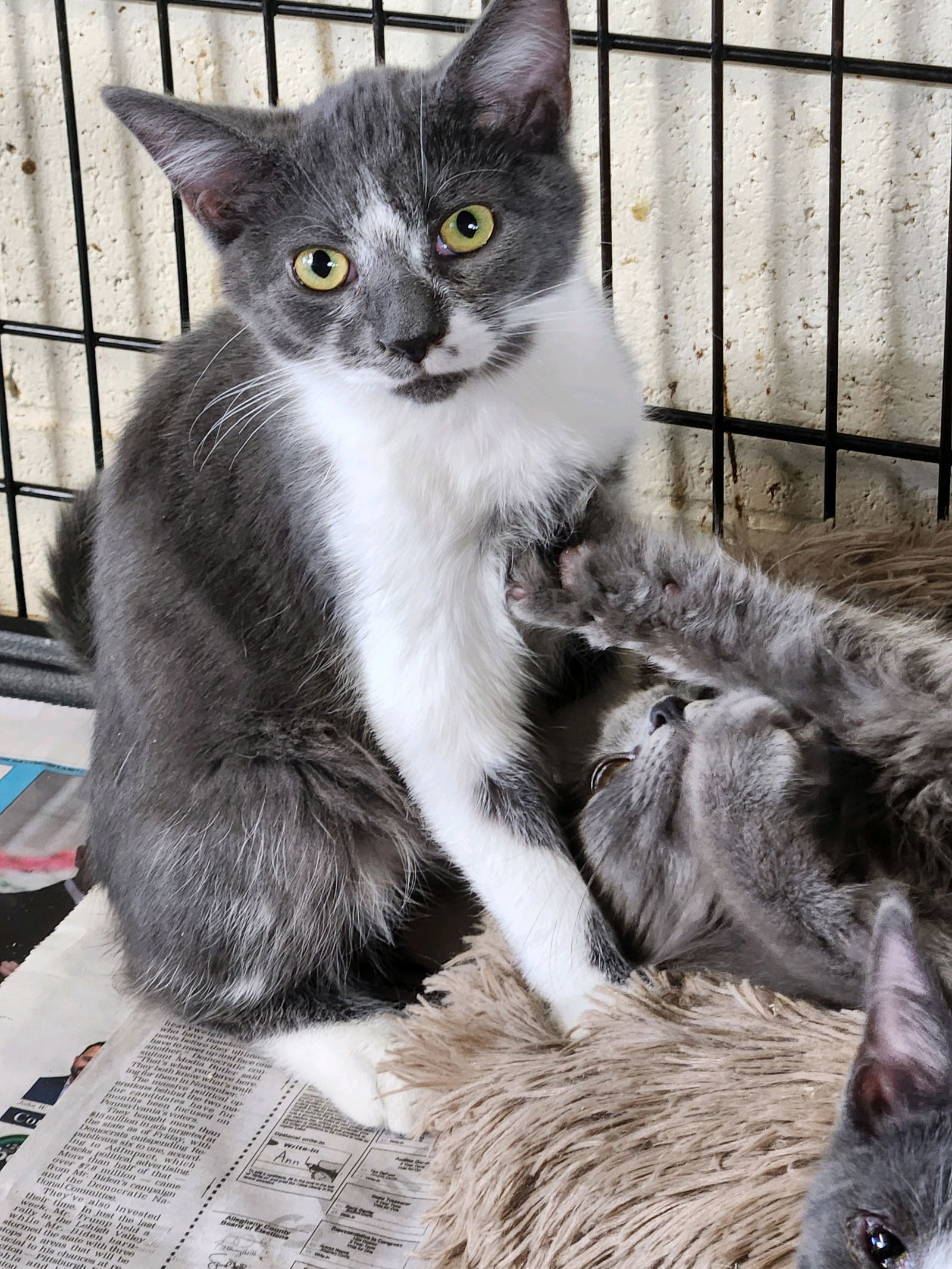 adoptable Cat in Apollo, PA named Joey