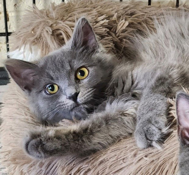 adoptable Cat in Apollo, PA named Cody