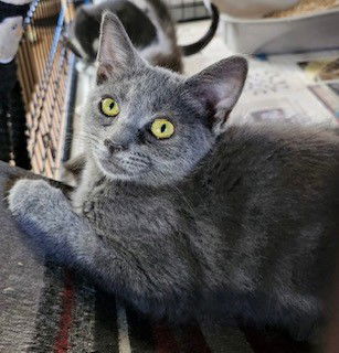 adoptable Cat in Apollo, PA named Felicity