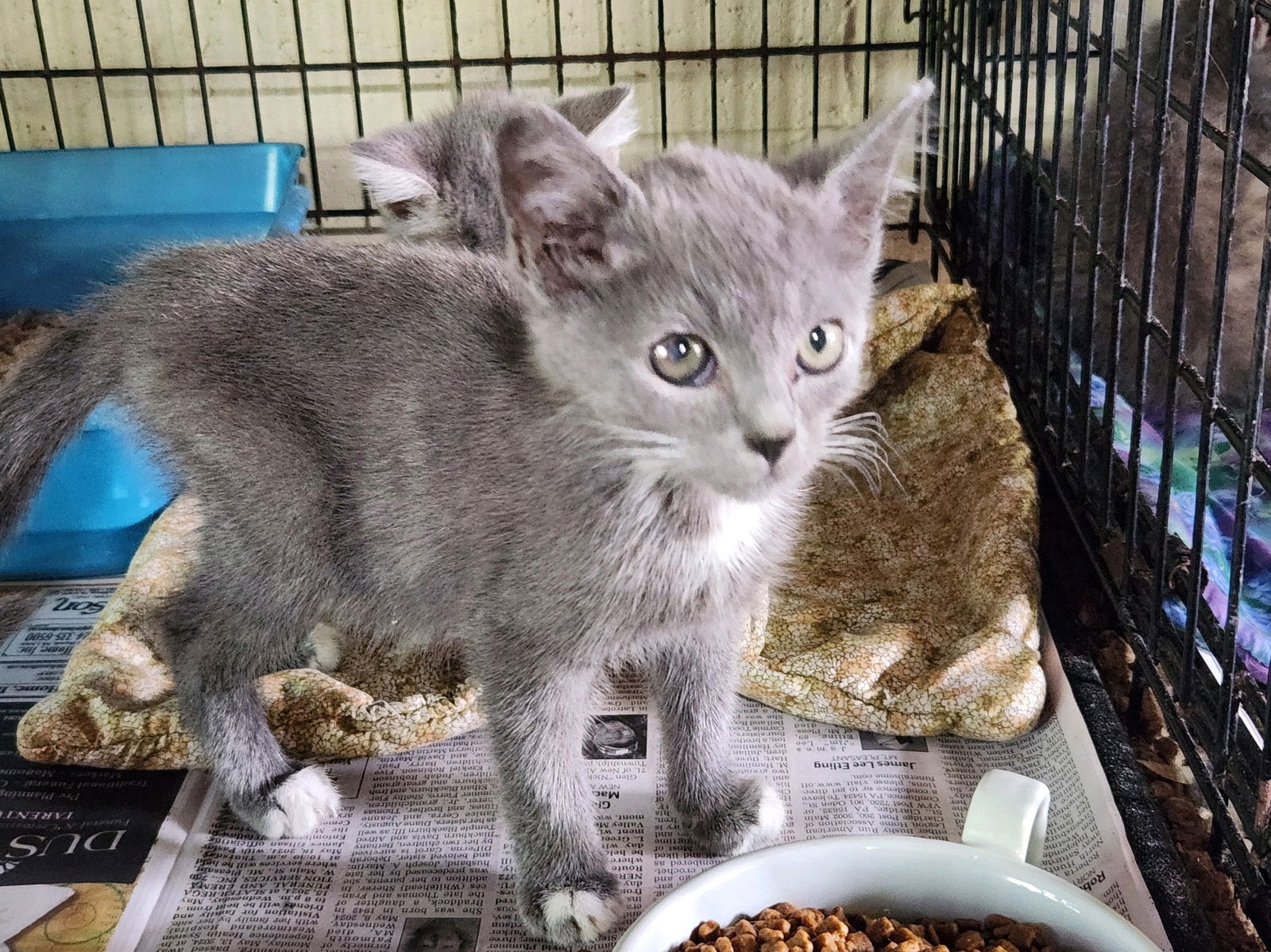 adoptable Cat in Apollo, PA named Charlie