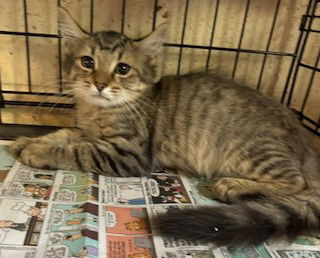 adoptable Cat in Apollo, PA named Derek