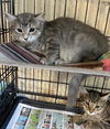 adoptable Cat in , PA named Meridith