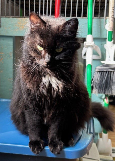 picture of the cat needing adoption