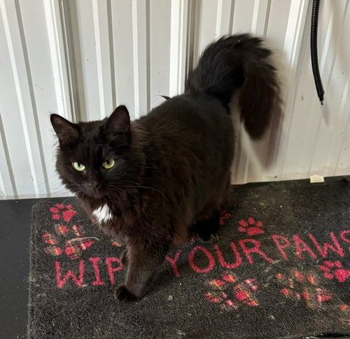 STELLA - Domestic Long Hair available for adoption