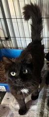 adoptable Cat in , PA named Stella