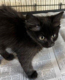 adoptable Cat in Apollo, PA named Lola