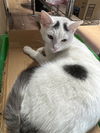 adoptable Cat in apollo, PA named Timmy
