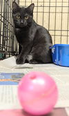 adoptable Cat in , PA named Athena