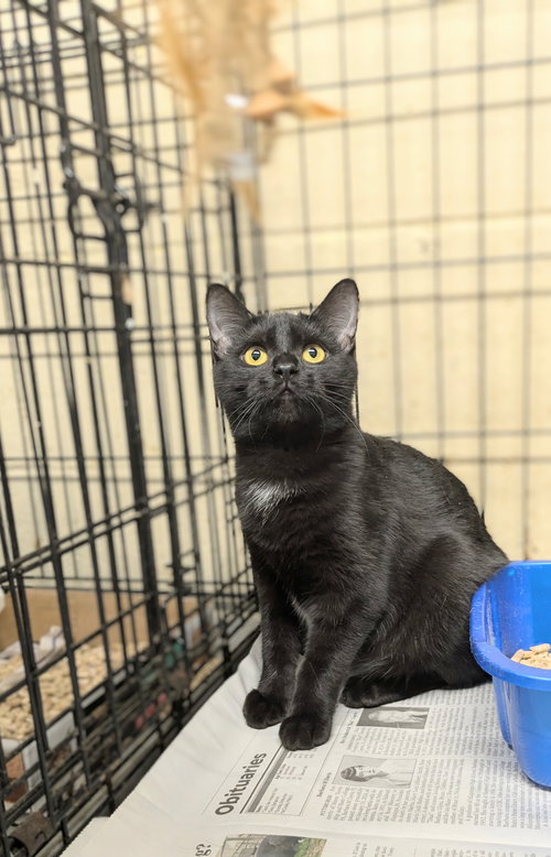 ATHENA - Domestic Short Hair available for adoption