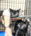 adoptable Cat in apollo, PA named Margo