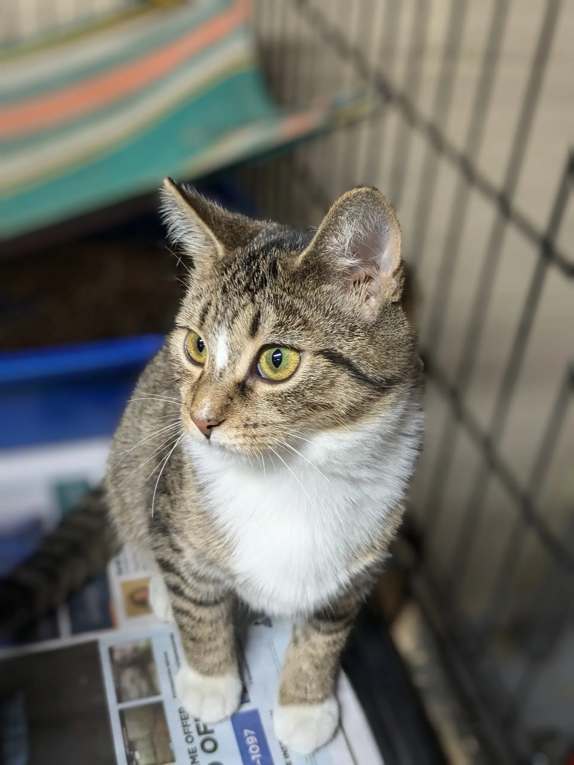 Aurora - Tabby