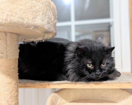 picture of the cat needing adoption