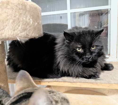 TONY - Domestic Long Hair available for adoption