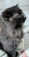 Tony - Photo 3