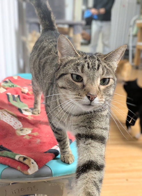 DESTINY - Domestic Short Hair / Tabby available for adoption