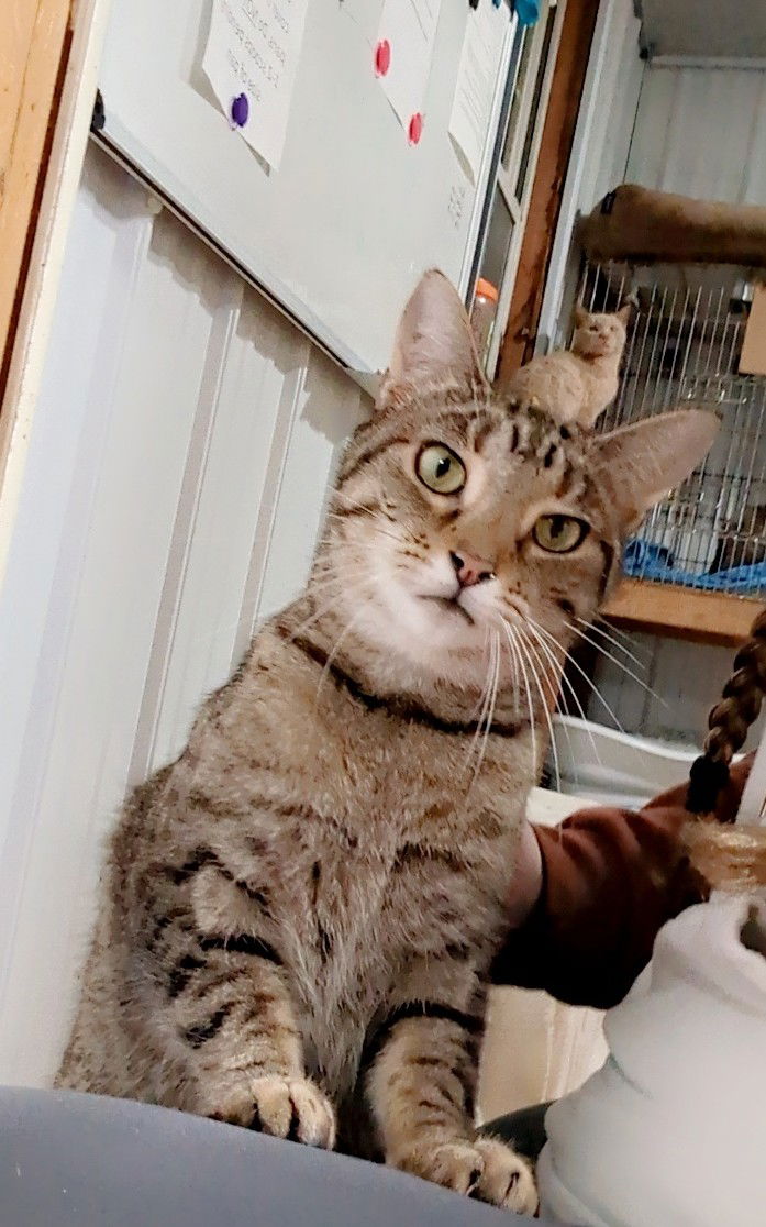 adoptable Cat in Apollo, PA named Destiny