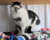 adoptable Cat in apollo, PA named Pebbles