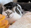 Pebbles - Photo 2