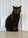 Onyx - Photo 2