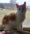 Scout - Photo 5