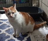 Scout - Photo 6