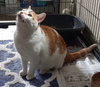 Scout - Photo 7