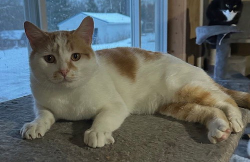 SCOUT - Domestic Short Hair available for adoption