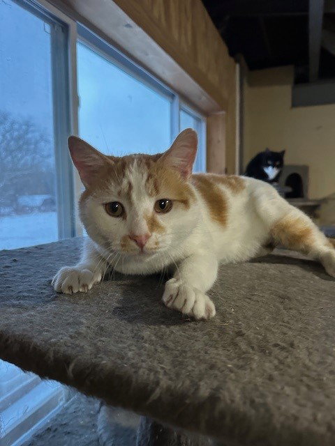 SCOUT - Domestic Short Hair available for adoption